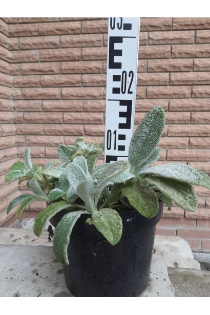 Чистець візантійський/ Стахіс шерстистий /Заячі вушка - 3л/вис.10-15см/Ø20-30см